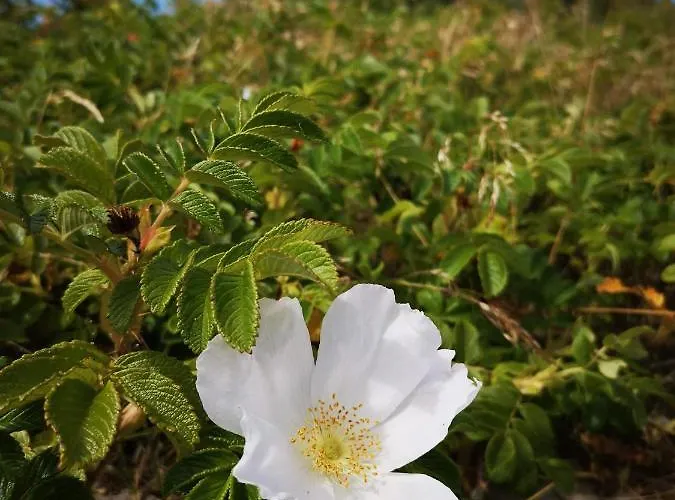 U Rybaka Lägenhet *